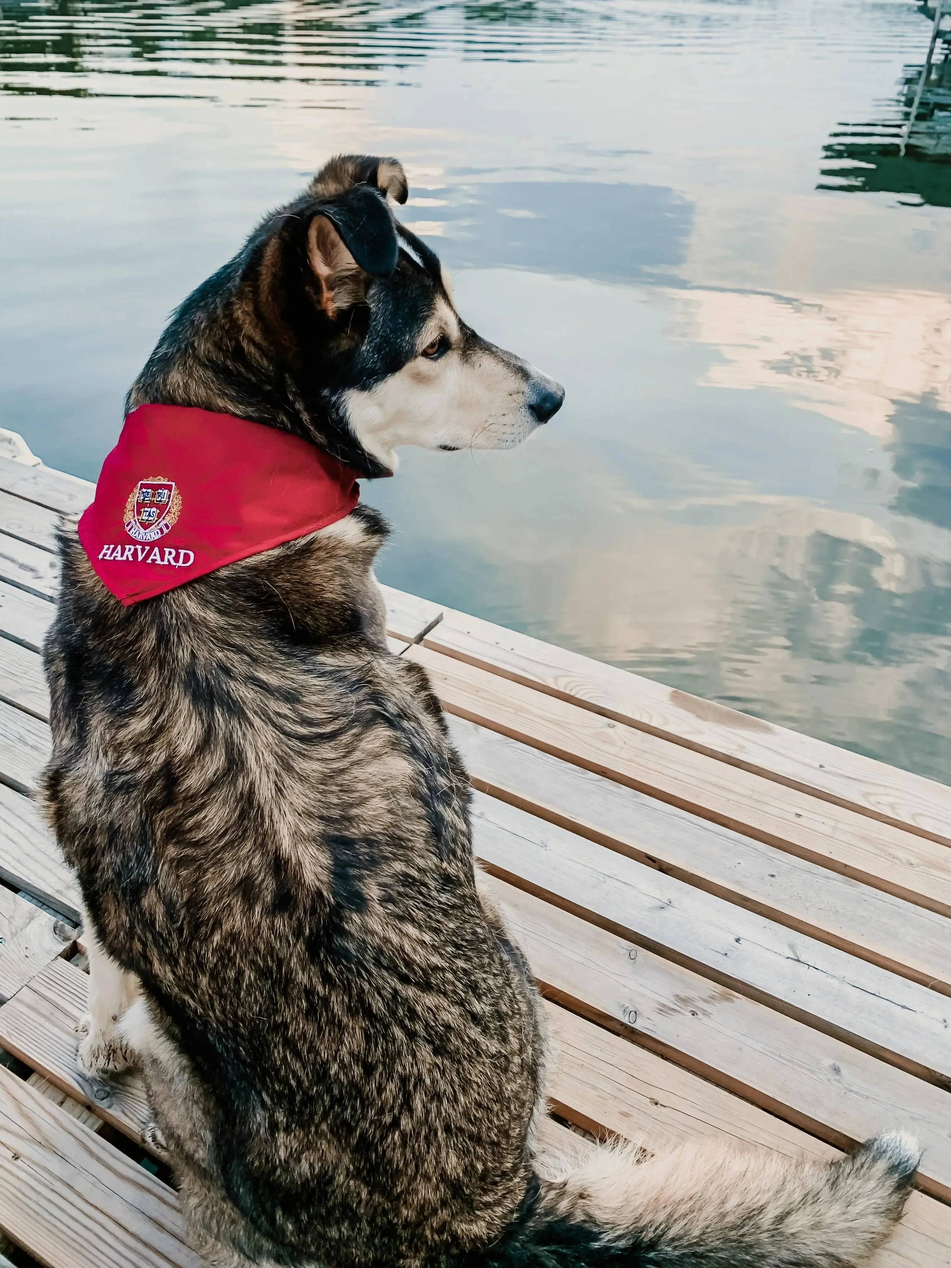 Harvard Dog Bandana